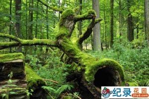 国家地理自然生态纪录片《森之秘境 Kingdom Of The Forest》全1集 720P/1080i高清纪录片资源百度云盘下载