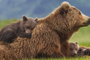 熊世界 Bears