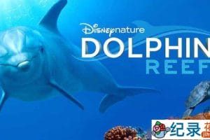 迪士尼自然生态纪录片《海豚礁 Dolphin Reef》全1集 720P/1080i高清纪录片资源百度云盘下载