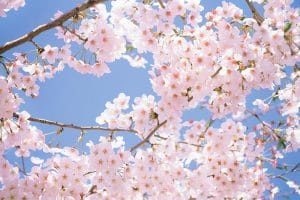 狂野日本 Wild Japan