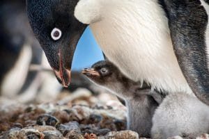 企鹅 Penguins