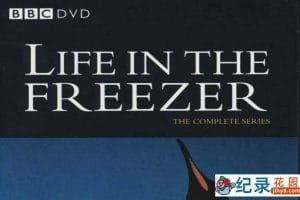 BBC南极自然生态纪录片《冰雪的童话 Life In the Freezer》全6集 标清纪录片资源百度云盘下载