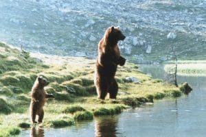 熊的故事 L'ours