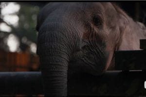 纳勒迪：一只小象的故事 Naledi: A Baby Elephant's Tale