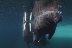 海洋王国 Le Peuple des Océans