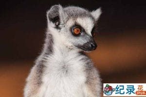IMAX自然生态纪录片《狐猴岛 the Lemurs Island》全1集中字 TS/蓝光高清纪录片资源百度云盘下载
