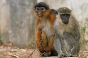 猩猿星球 第一季 Monkey Planet Season 1