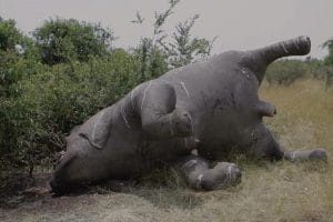 维龙加 Virunga