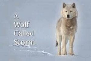 自然世界：狼之风暴 The Natural World: A Wolf Called Storm