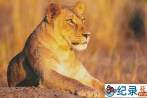 PBS自然生态纪录片《戈龙戈萨国家公园 Gorongosa Park》全6集 720P/1080i高清纪录片百度云下载