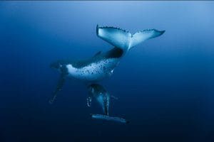 向深海出发 Oceans