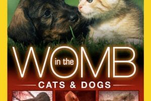子宫日记：猫与犬 In the Womb: Cats and Dogs