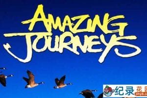 IMAX动物大迁徙纪录片《惊奇之旅 Amazing Journeys》全1集 720P/1080i高清纪录片资源百度云盘下载