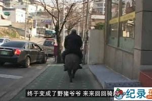 动物研究纪录片《动物迷惑行为》第3季中字 1080高清纪录片解说素材百度云盘下载