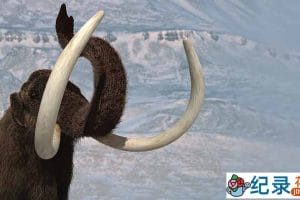 BBC史前时代纪录片《野性新世界 Wild New World》全6集 标清纪录片百度云下载