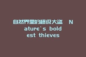 自然界里的超级大盗  Nature`s boldest thieves