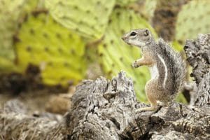 痴迷坚果：松鼠世界传奇 Going Nuts Tales from Squirrel World