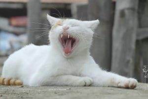 源味中国