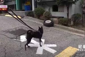 趣味动物行为纪录片《TV动物农场 短视频版》第12季中字 1080高清纪录片解说素材百度云盘下载