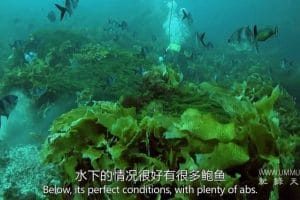 鲍鱼大战 全五季 Abalone Wars