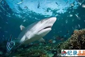 央视海洋生物纪录片《鲨鱼天堂》全1集 TS/蓝光高清纪录片资源百度云盘下载