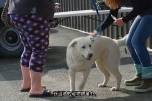 动物侠医/育空兽医 第5季  Dr. Oakley, Yukon Vet
