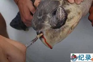 动物保护纪录片《拯救海龟：鼻腔拔出吸管》全1集中字（8Min完整对白）720P/1080i高清纪录片资源百度云盘下载