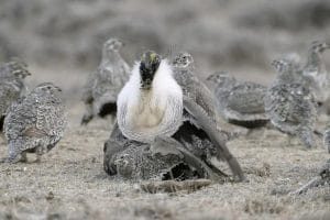 自然：灌木蒿海洋 Nature – The Sagebrush Sea