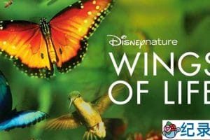 迪士尼自然生物纪录片《生命的翅膀 Wings Of Life 2013》全1集 720P/1080i高清纪录片资源百度云盘下载