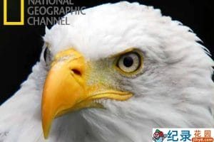 国家地理动物保护纪录片《美国国鸟：白头海雕传奇 American Eagle》全1集中字 720P纪录片资源百度云盘下载