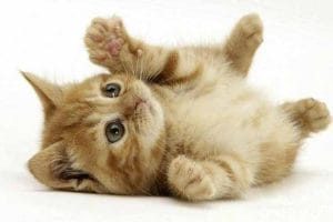 喵星人百科纪录片《猫咪101 Cats 101》第4季全4集中字 纪录片解说素材百度云盘下载 1080/MP4/9.65G