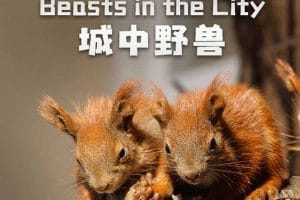 城市生态纪录片《城中野兽 Beasts in the City》全1集中字 纪录片资源百度云盘下载 1080P/MP4/2.12G