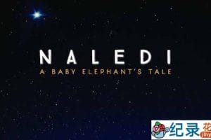 Netflix野生大象纪录片《纳勒迪：一只小象的故事 Naledi: A Baby Elephant’s Tale》全1集 720P/1080i高清纪录片资源百度云盘下载