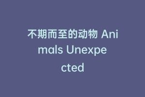 不期而至的动物 Animals Unexpected
