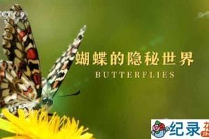 央视昆虫纪录片《蝴蝶的隐秘世界 Butterflies》全1集 TS/蓝光高清纪录片资源百度云盘下载