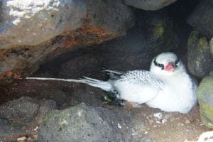 加拉帕戈斯群岛 Galápagos