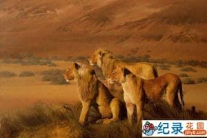 BBC自然生态纪录片《行星地球特别版 自然世界之沙漠雄狮与雪豹》全2集 720P/1080i高清纪录片资源百度云盘下载