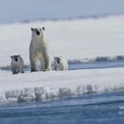 北极传说 Arctic Tale