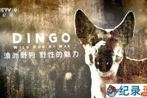 央视野生动物纪录片《澳洲野狗：野性的魅力 Dingo: Wild Dog at War》全1集 TS/蓝光高清纪录片资源百度云盘下载