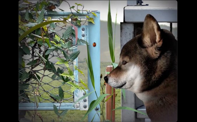 翌日 -波奇狗的历险记-|官方中文|Tsugunohi -Pocky dog’s adventure-